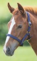 Foal Headcollar